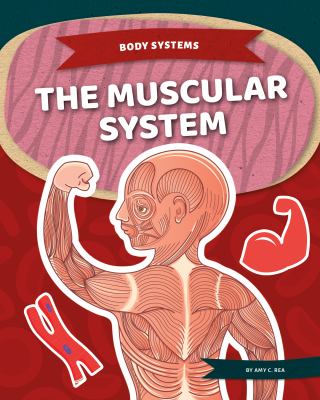 The muscular system