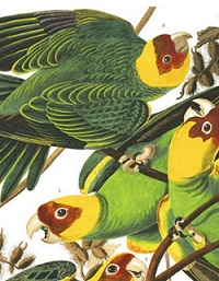 Audubon's Carolina Parakeet Interactive Jigsaw