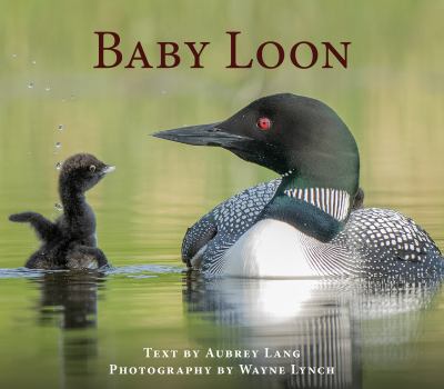 Baby loon