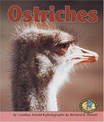 Ostriches