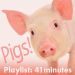 Pigs : playlist
