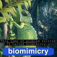 What is Biomimicry?
