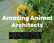 Amazing Animal Architects