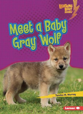 Meet a baby gray wolf