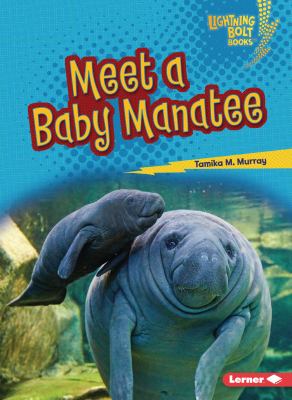 Meet a baby manatee