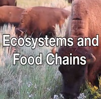 Ecosystems and food chains. Part 4, Matter and energy in ecosystems