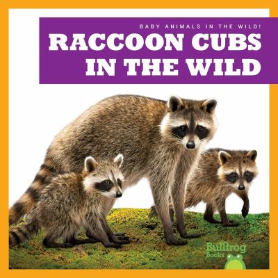 Raccoon cubs in the wild