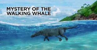 The Mystery of the Walking Whale