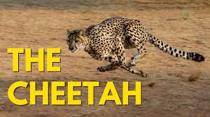 Amazing Animals :  The Cheetah (Episode 1)
