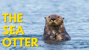 Amazing Animals :  The Sea Otter (Episode 5)