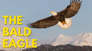 Amazing Animals :  The Bald Eagle (Episode 4)