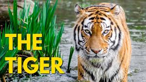 Amazing Animals :  The Tiger (Episode 6)