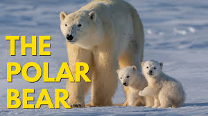 Amazing Animals :  The Polar Bear (Episode 3)
