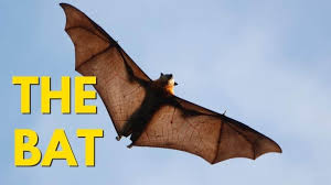 Amazing Animals :  The Bat (Episode 2)