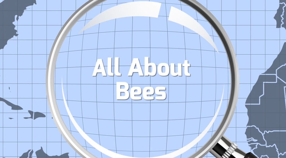 All About Bees