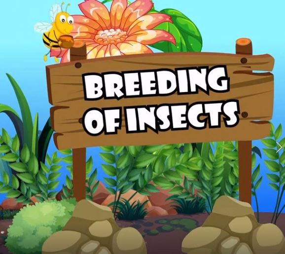 Breeding of Insects