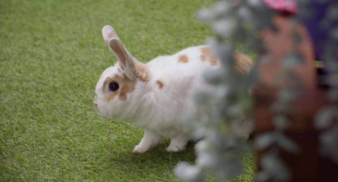 Bunny Love