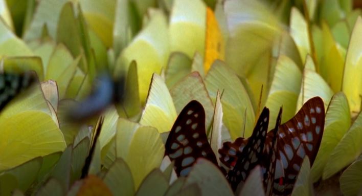 Butterflies and Caterpillars