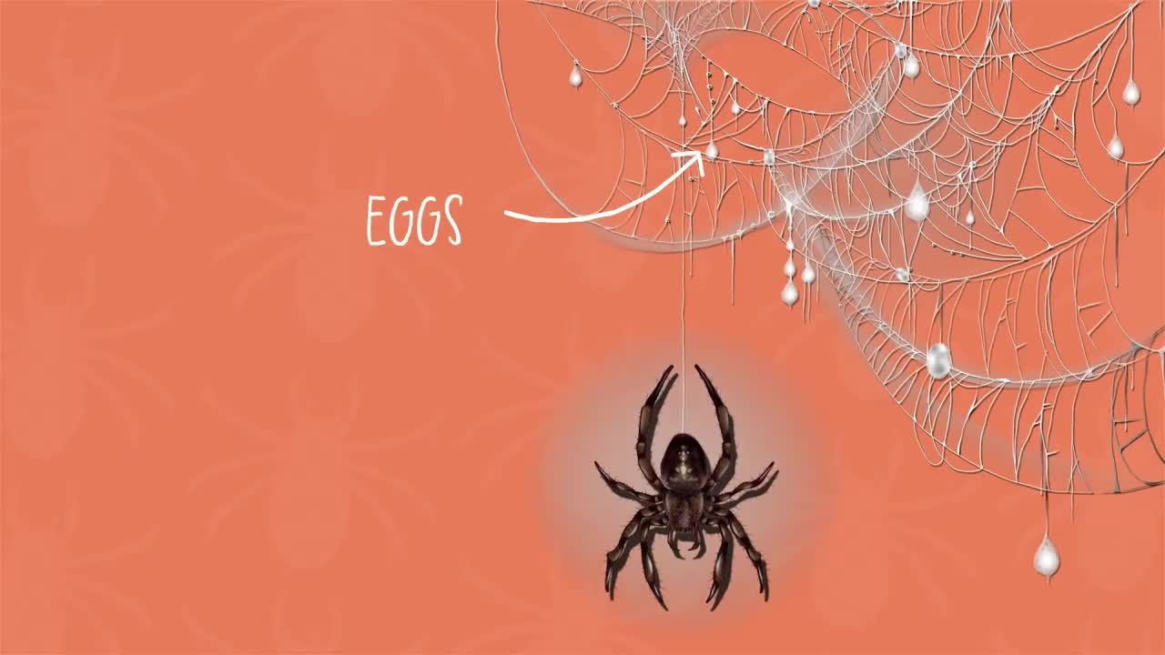 Do Arachnids Lay Eggs?: I Wonder... Stem Animals Series.