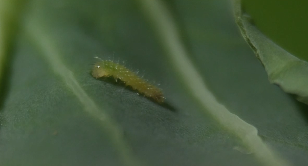 Hatching Caterpillars.