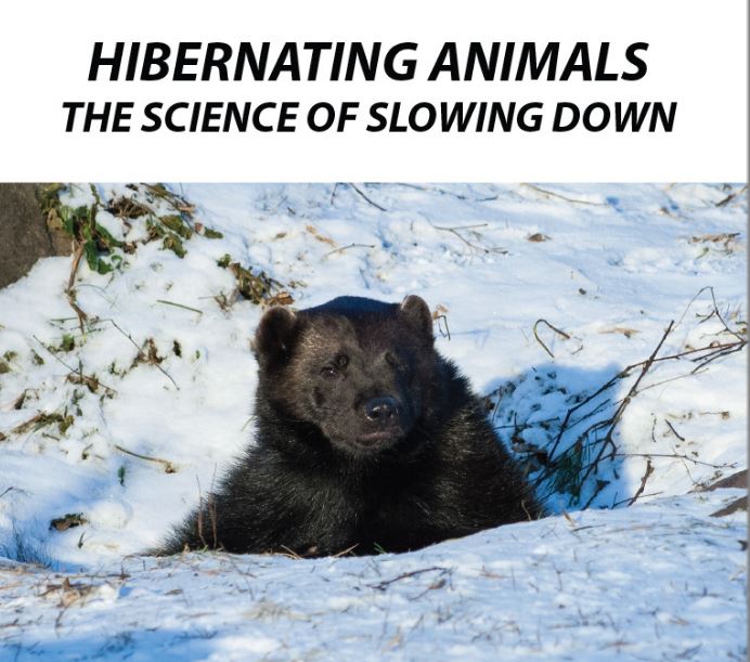 Hibernating Animals - The Science of Slowing Down: Science Kids Series.