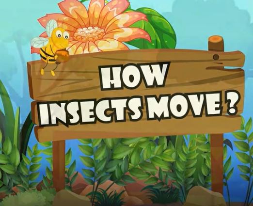 How Insects Move: All About Insects Series.