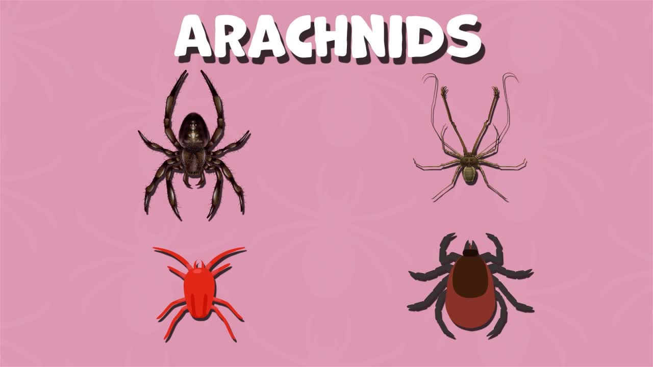 How Many Legs Do Arachnids Have?: I Wonder... Stem Animals Series.