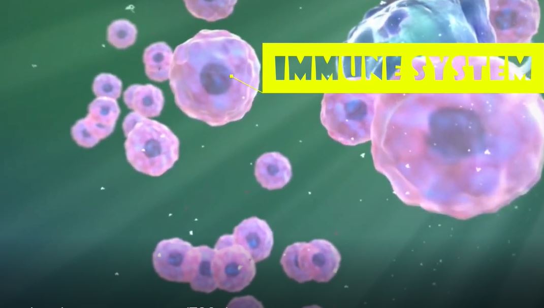 The Amazing Immune System