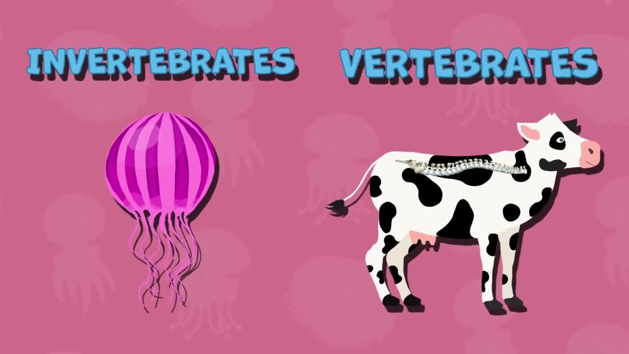 What are invertebrates? : I Wonder... Stem Animals series.