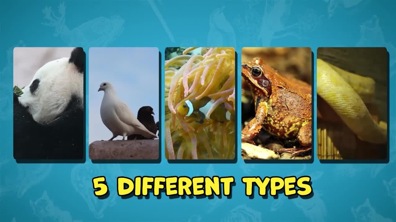 What are the different types of vertebrates? : I Wonder... Stem Animals series.