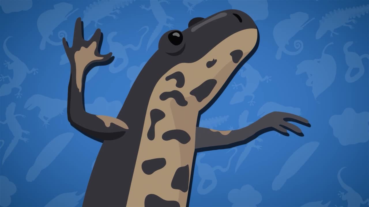 What is the largest amphibian in the world? : I Wonder... Stem Animals series.