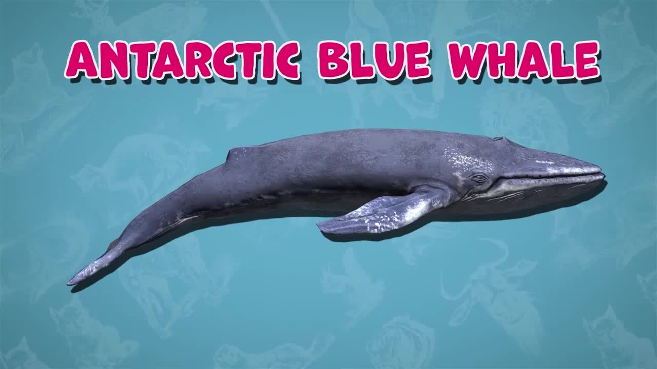 What is the largest vertebrate in the world? : I Wonder... Stem Animals series.