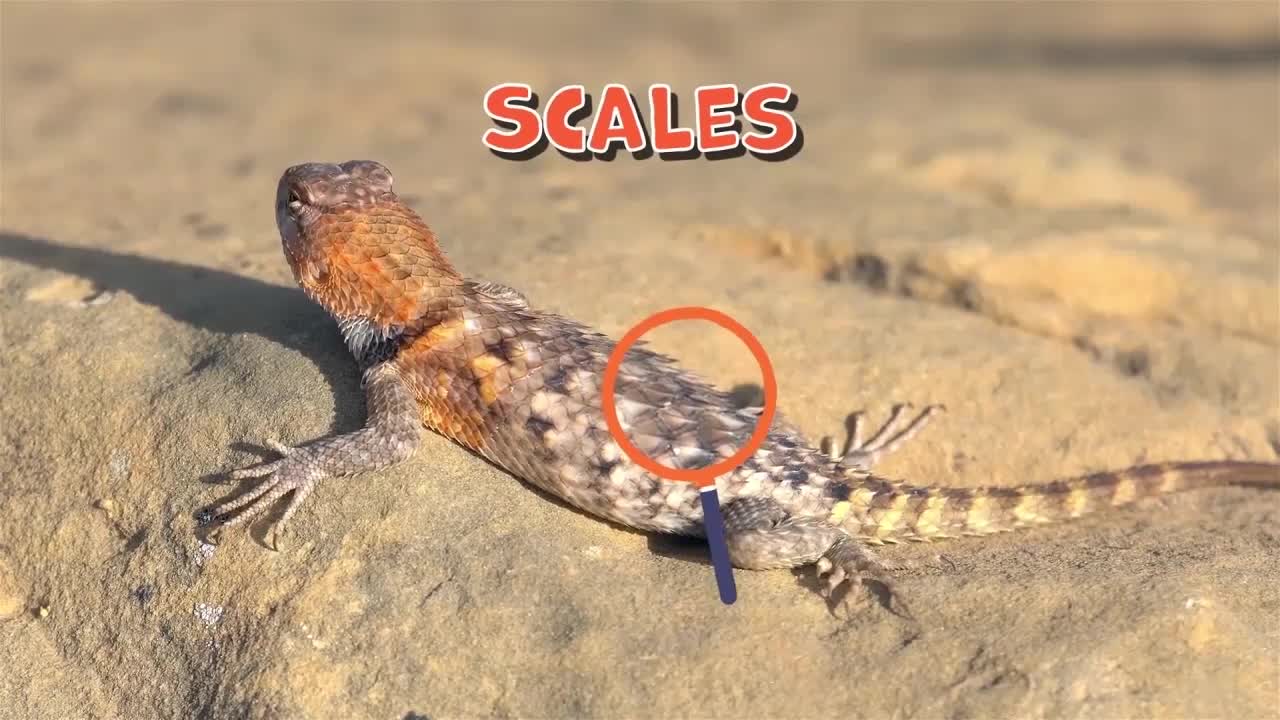 Why do reptiles have scales? : I Wonder... Stem Animals series.