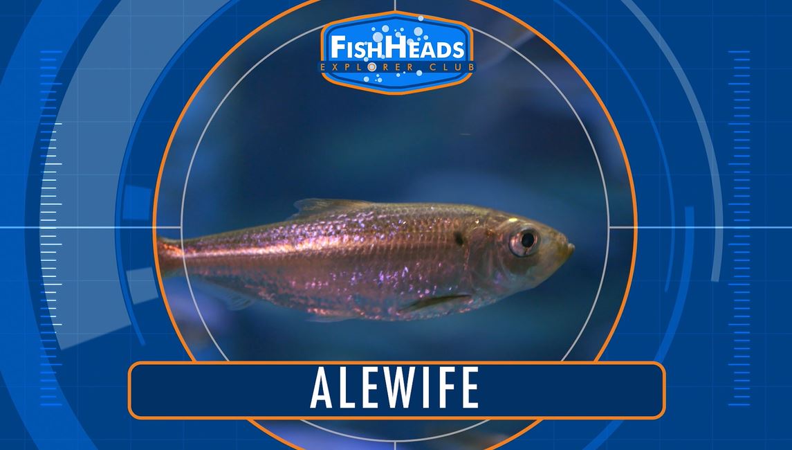 Alewife: Leo's FishHeads Series.