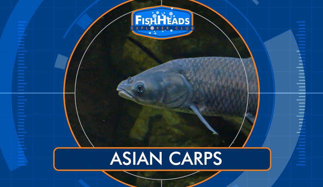 Asian Carps: Leo's FishHeads Series.