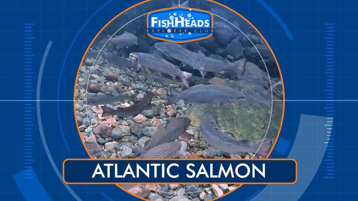 Atlantic Salmon: Leo's FishHeads Series.