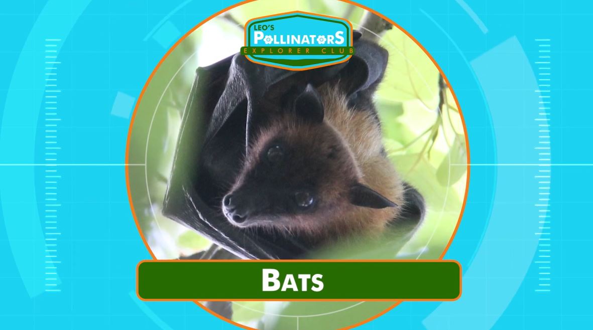 Bat Predators: Leo's Pollinators Series.