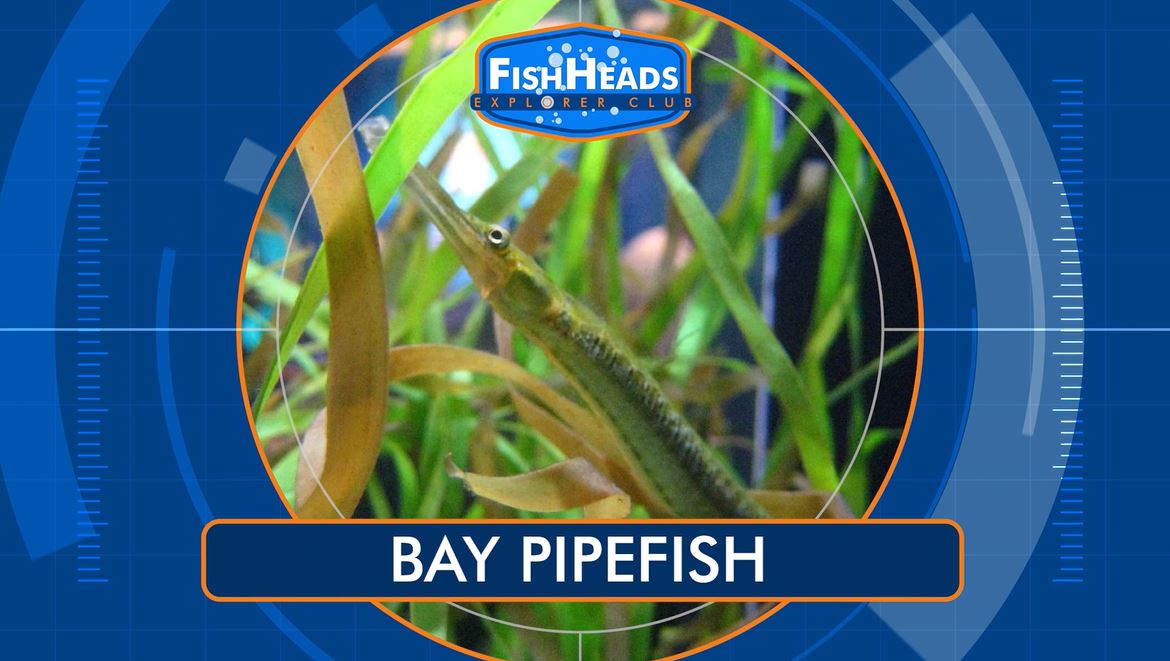 Bay Pipefish: Leo's FishHeads Series.