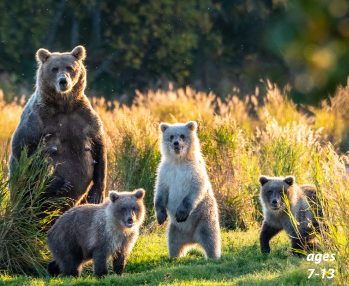 Bears - Varieties, Life Cycle, Hibernation: Science Kids Animal Life Series.