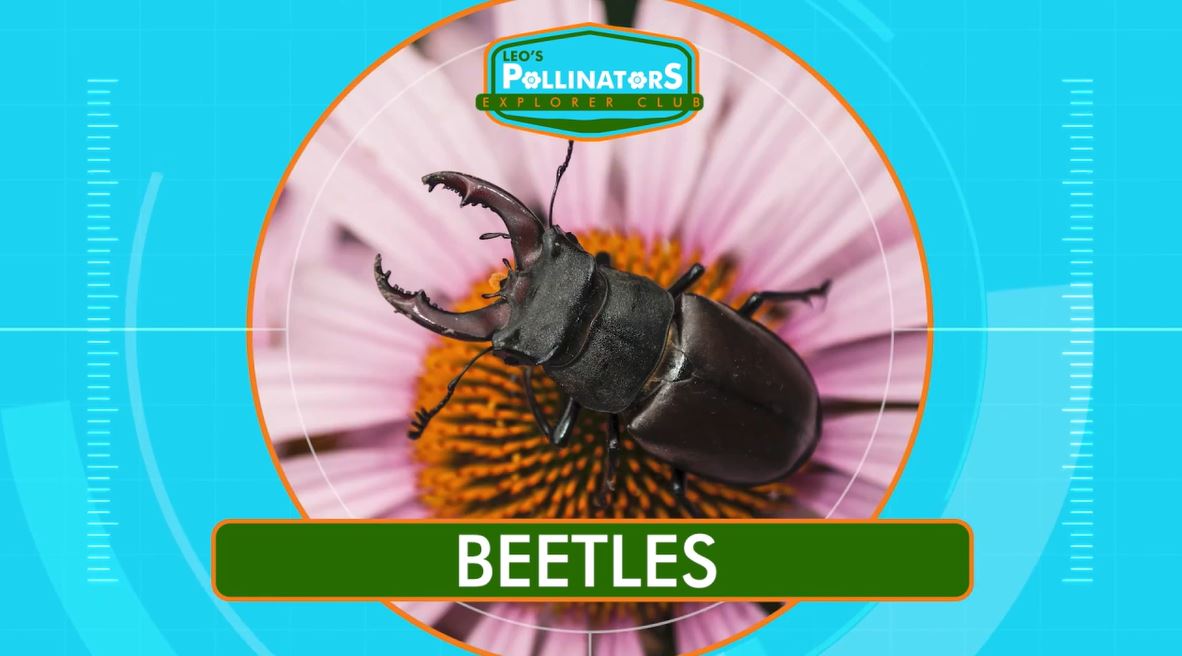 Beetles?!?: Leo's Pollinators Series.