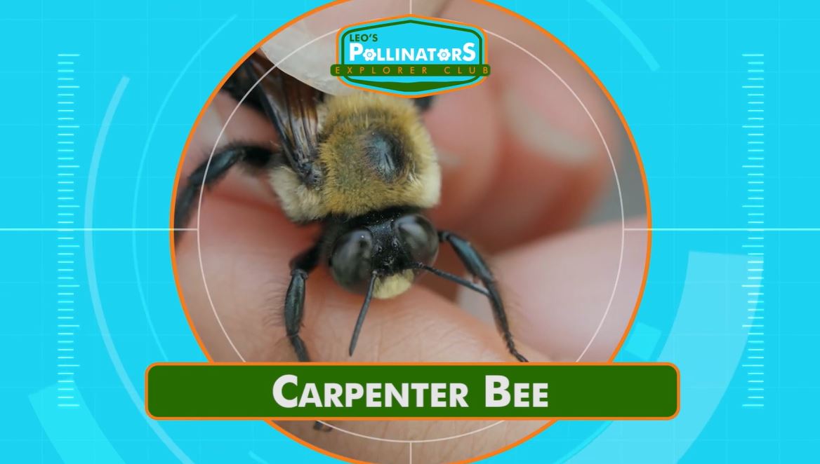 Big Carpenter Party: Leo's Pollinators Series.