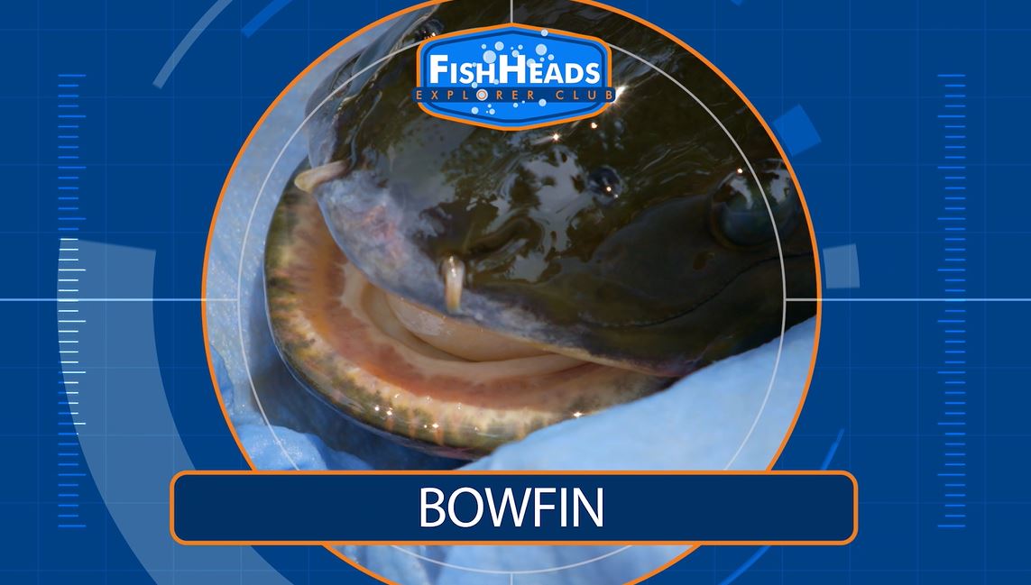 Bowfin: Leo's FishHeads Series.