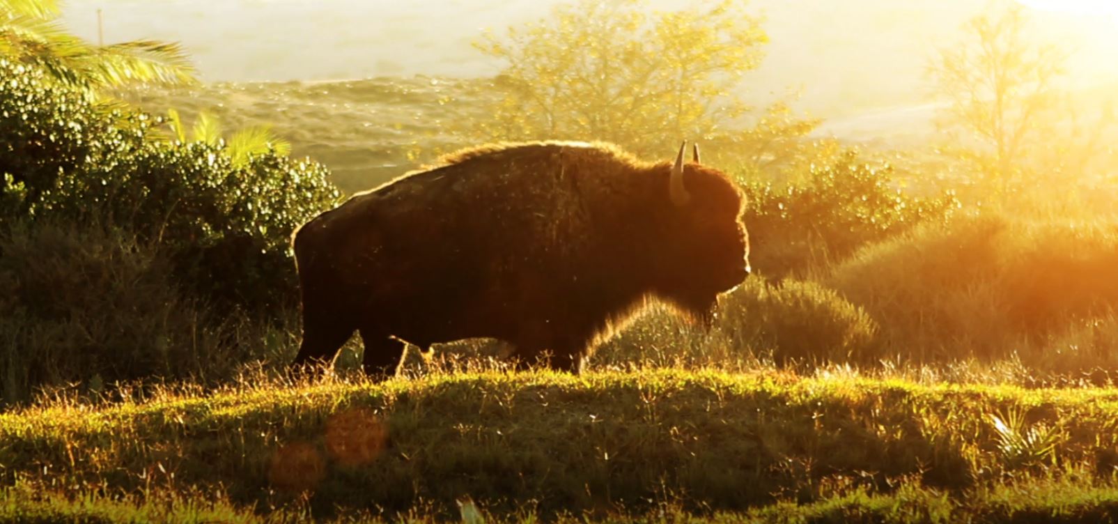 Buffalo: Coyote's Crazy Smart Science Show, Season 2.