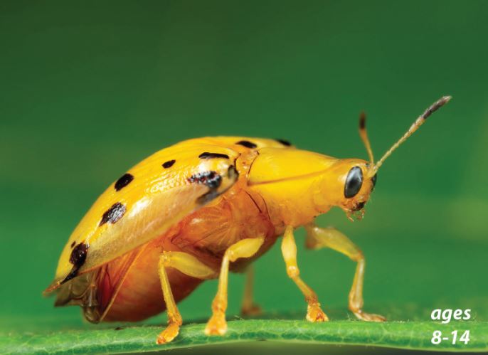 Bugs - Varieties, Life Cycles, and "Creepy-Crawly" Fun Facts: Science Kids Series.