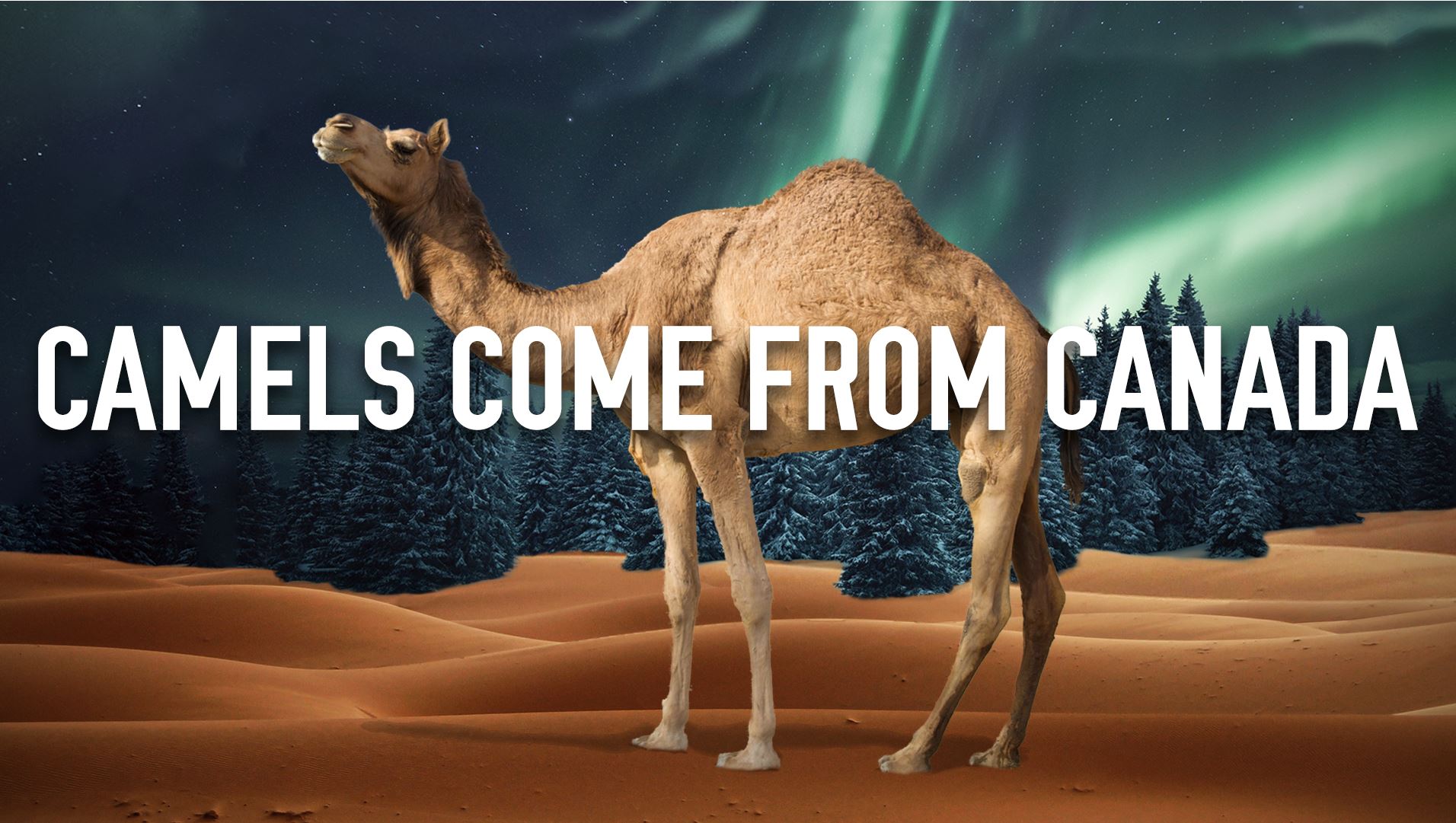 Camels Come from Canada.