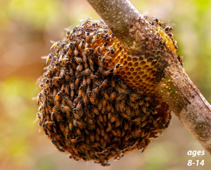 Climate Change Causing Insect Relocation: Science Kids Series.