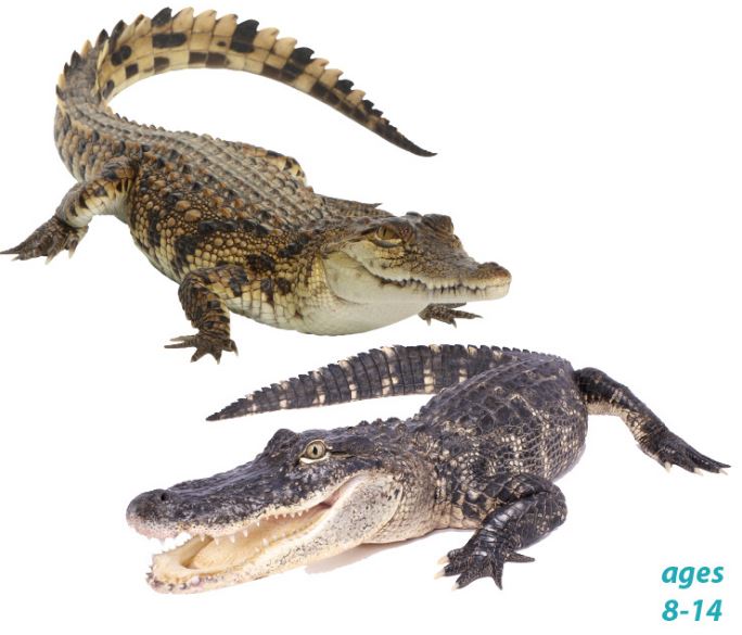 Crocodiles vs. Alligators - Similarities, Differences, Fun Facts and Species: Science Kids Animal Life Series.