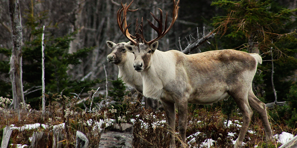 CSI to the Rescue: Woodland Caribou Series.