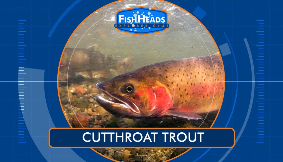 Cutthroat Trout: Leo's FishHeads Series.