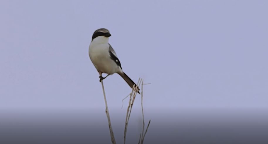 Disappearing Grasslands: Sharing Our Habitat Series.